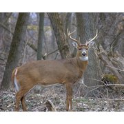 Deer hunting in albany ga