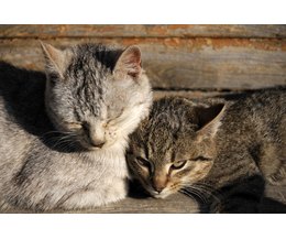Steroids for cats with diarrhea