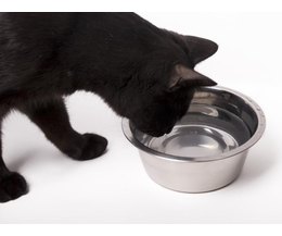 Steroid use in cats