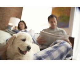 why do dogs scratch their beds why do dogs scratch their beds before laying ehow why do dogs scratch their beds why do dogs scratch their beds before laying ehow