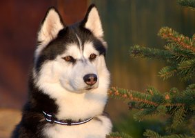How to Potty Train a Siberian Husky Puppy thumbnail