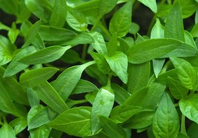 Leaves Falling Off Pepper Plants | eHow
