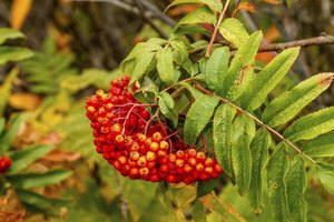 what does poison sumac look like ehow what does poison sumac look like ehow