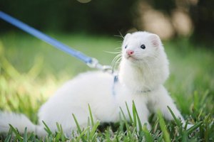 best ways to suck cock ferret adult size