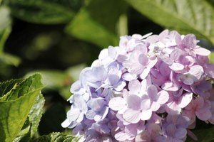 Should You Plant Hydrangea in Full Sun or Shade? thumbnail