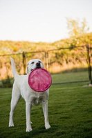 How to Fix a Chain-Link Fence So a Dog Won't Jump It | eHow