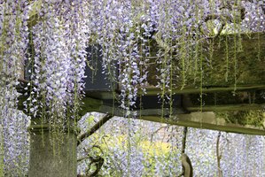 How to Build a Wisteria Arbor thumbnail