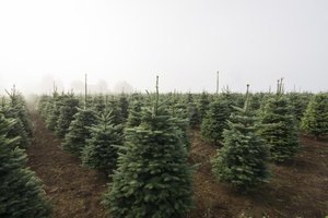 how to start a christmas tree farm ehow how to start a christmas tree farm ehow