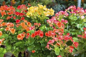 how to care for kalanchoe ehow how to care for kalanchoe ehow