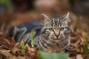 What Do Wild Cats Eat Besides Cat Food What Do Wild Cats Eat Besides Cat Food