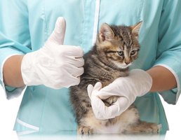 How to Treat a Cat's Worms | eHow