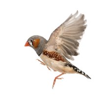 how do birds reproduce how do birds reproduce