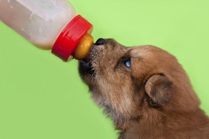 puppy milk replacer recipe how to make milk replacement formula for puppies four recipes ehow puppy milk replacer recipe how to make milk replacement formula for puppies four recipes ehow