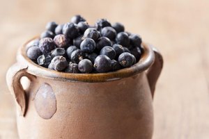 blueberries for dogs are juniper berries poisonous to dogs ehow blueberries for dogs are juniper berries poisonous to dogs ehow