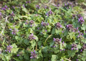 will vinegar kill creeping buttercup