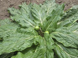 mandrake root benefits