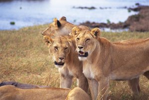 How Have Lions Adapted to Their Environment? | eHow