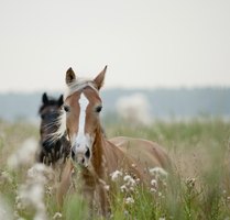 how to tell if a is in heat how to tell if a mare is in heat ehow how to tell if a is in heat how to tell if a mare is in heat ehow