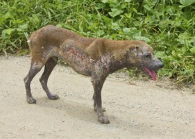 Canine Demodex Mite Mange (Demodicosis or Red Mange)