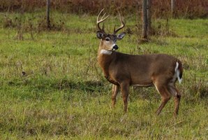 Whitetails are North America's most broadly distributed large mammals.