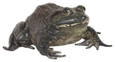 How Long Do Bullfrogs Live? | eHow