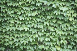 vines new york flowering thumbnail in Climbing Vines York Walls New Southern for