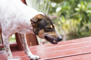 symptoms of rabies in dogs early symptoms of rabies in dogs ehow symptoms of rabies in dogs early symptoms of rabies in dogs ehow