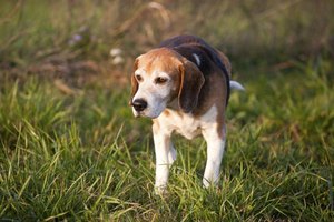 how to a to hunt rabbits how to a beagle to hunt rabbits ehow how to a to hunt rabbits how to a beagle to hunt rabbits ehow
