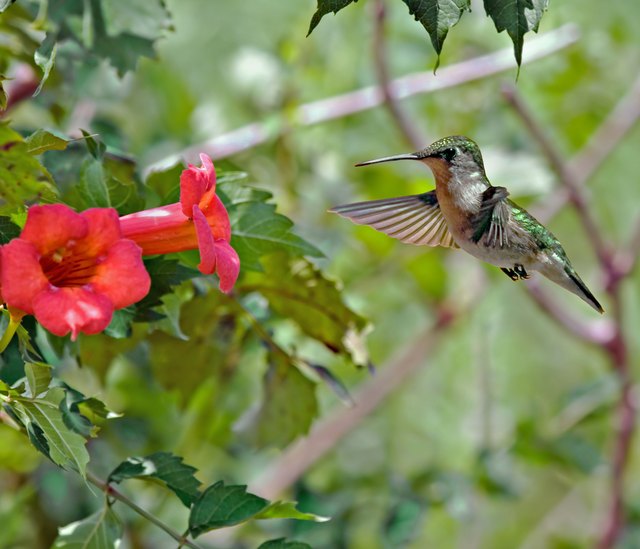 hummingbird season in texas with pictures ehow hummingbird season in texas with pictures ehow