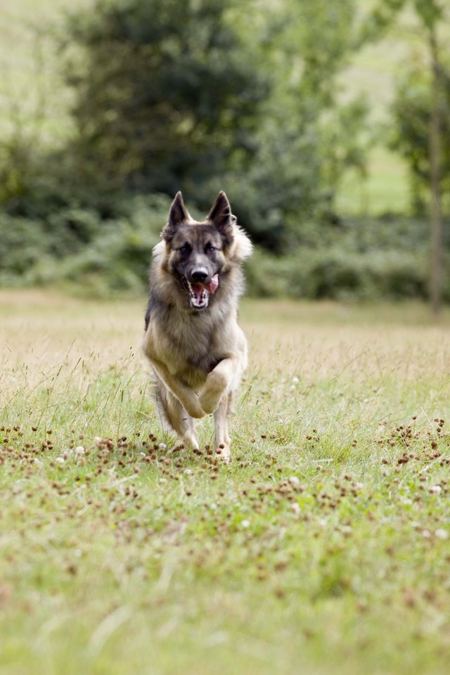 how fast can dogs run how fast can dogs run with pictures ehow how fast can dogs run how fast can dogs run with pictures ehow