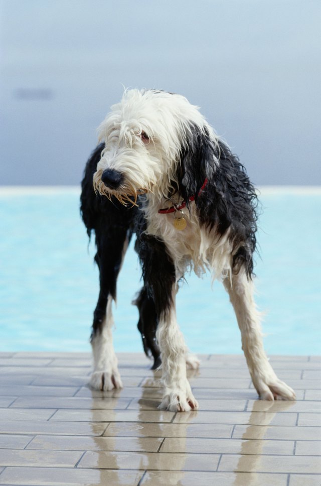 hypoallergenic non shedding dogs best non shedding hypoallergenic dogs 28 images hypo allergenic dogs pictures hypoallergenic non shedding dogs best non shedding hypoallergenic dogs 28 images hypo allergenic dogs pictures