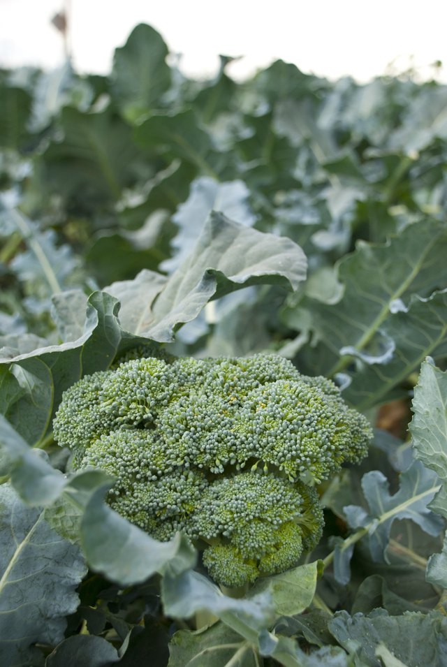 Vegetables such as broccoli increase white blood cells.
