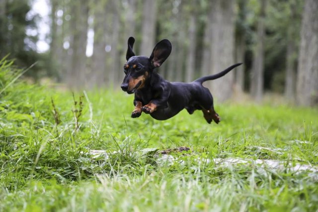 Miniature dachshund leaping through the grass.(sammcool/iStock/Getty 