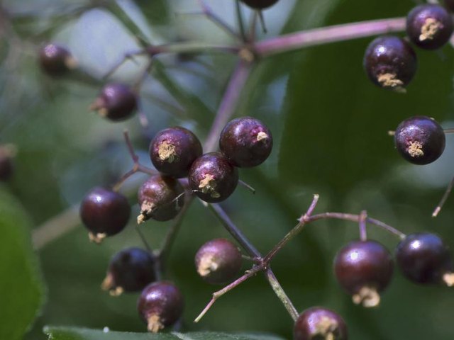 edible-wild-plants-in-indiana-with-pictures-ehow