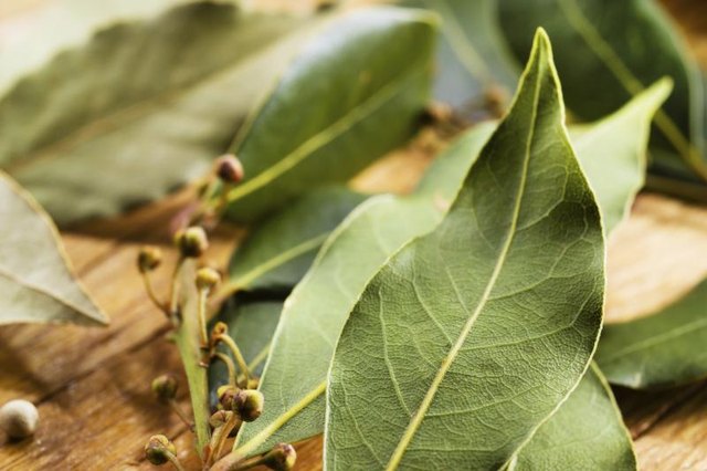 Close-up of bay leaves.