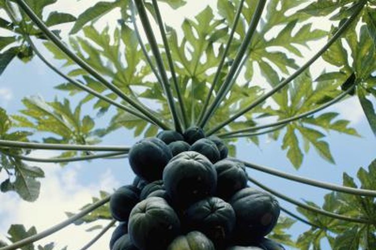 carica papaya thesis carica papaya thesis