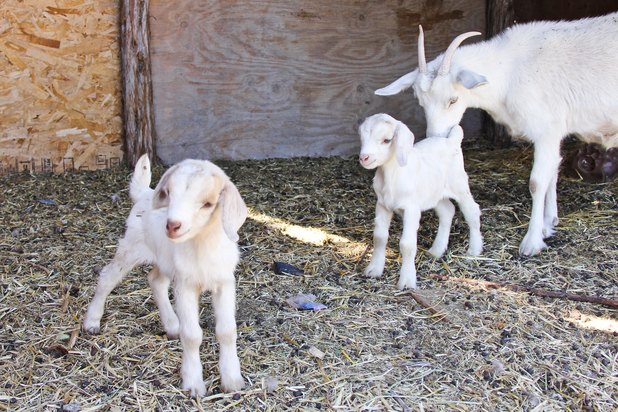 plans for building a goat barn photo maria trujillo demand media plans 