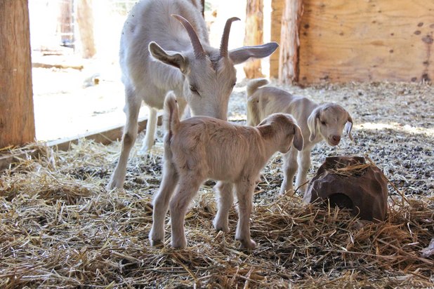 Plans for Building a Goat Barn (with Pictures) | eHow