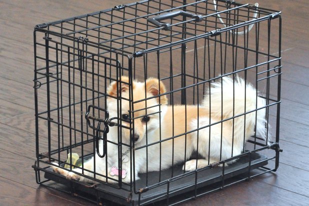 How to Fold Up a Metal Dog Cage | eHow
