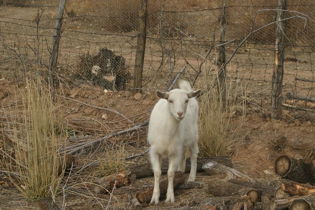 Plans for Building a Goat Barn (with Pictures)  eHow