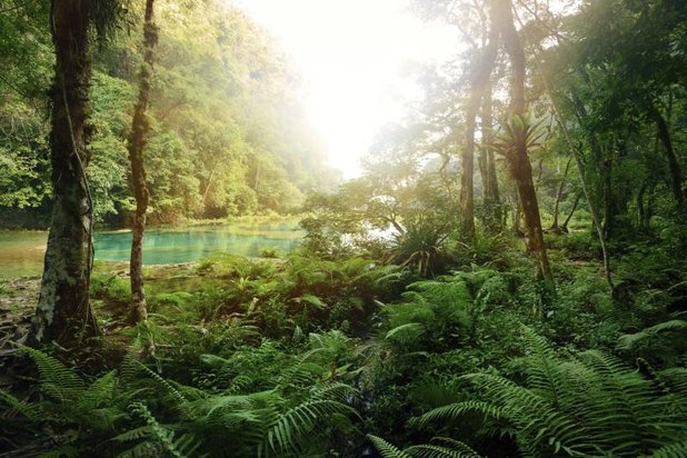 Research paper on tropical forests