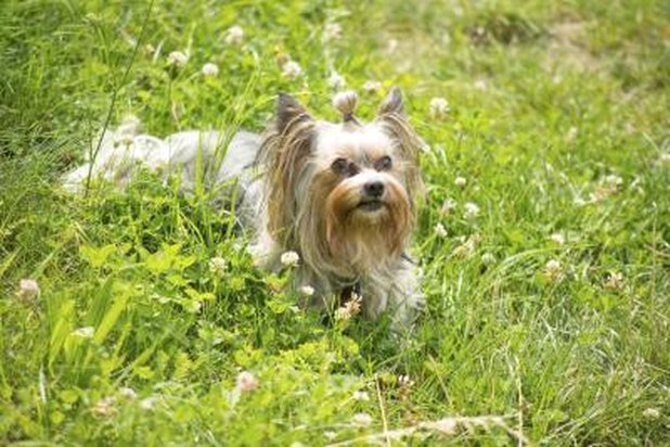 what is the difference between a yorkie and a silky what is the difference between a yorkie a silky terrier ehow what is the difference between a yorkie and a silky what is the difference between a yorkie a silky terrier ehow