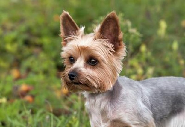 difference between yorkie and terrier lhasa apso grooming difference between yorkie and terrier lhasa apso grooming