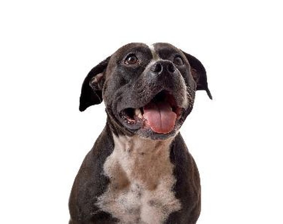Training a Staffy Bull Terrier for Dog Sports