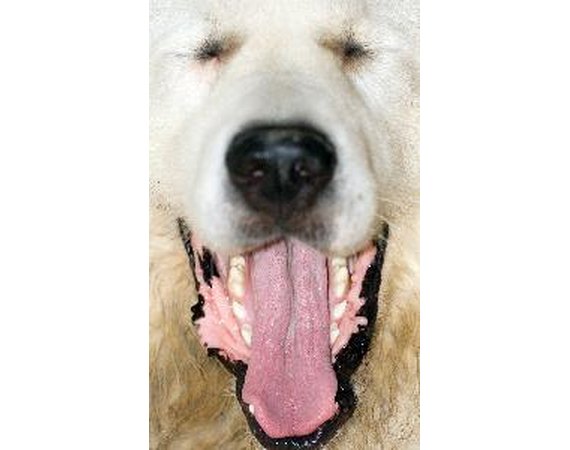 The Difference Between Healthy & Unhealthy Dog Gums