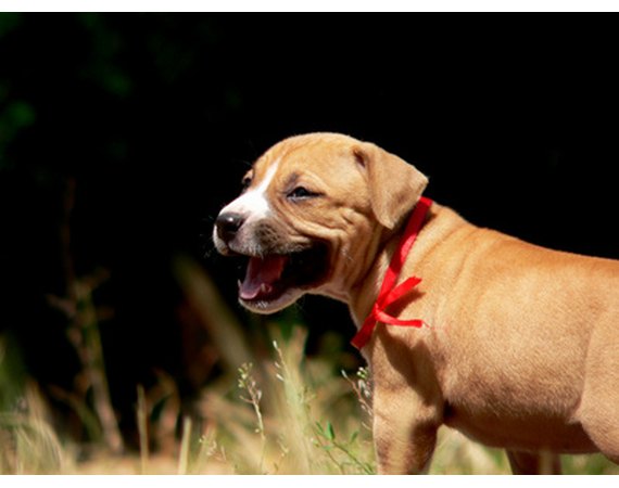Tips on Housebreaking Puppies From the Pound