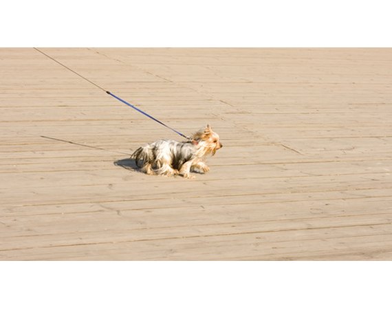 What Is Leash Correction for Housetraining?
