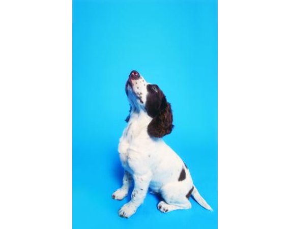 How to Train a Springer Spaniel to Beg