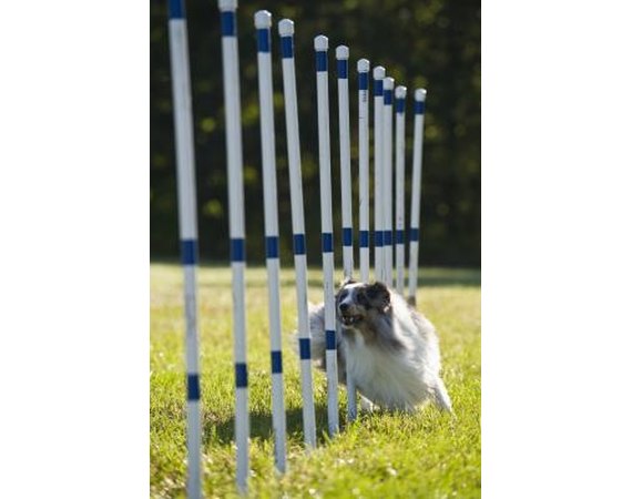 What Is a Double Q in Dog Agility?