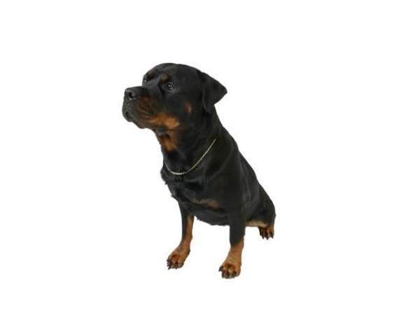 How to Get My Rottweiler to Drop Things From His Mouth
